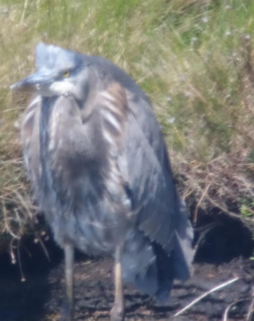 GREAT BLUE HERON-BRYHER-ISLES OF SCILLY-20TH APRIL 2015