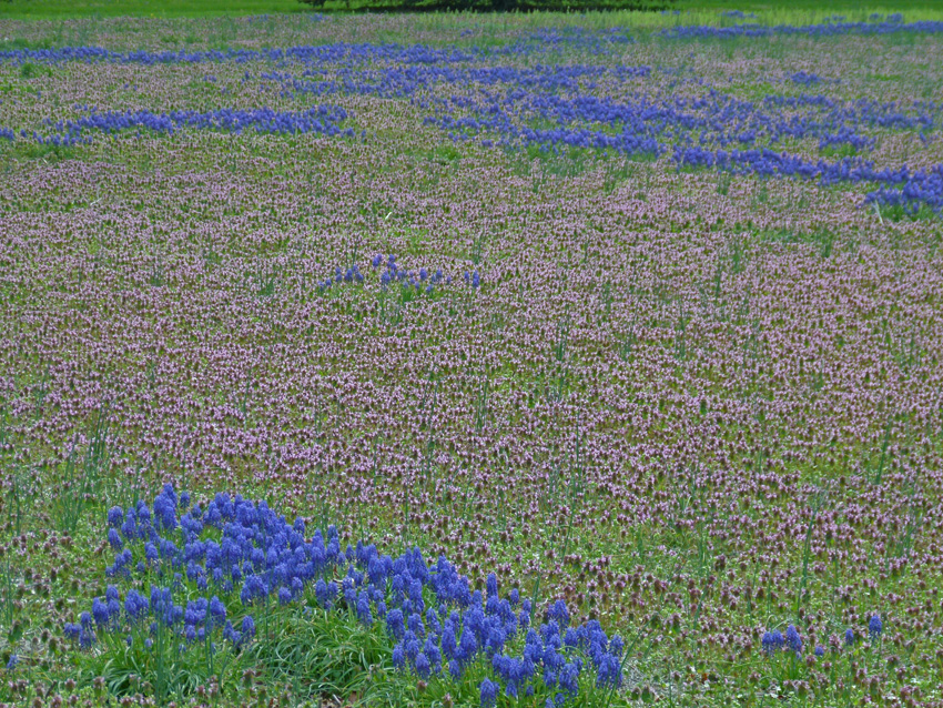 KY Natural Inquirer What is that Purple Patch?