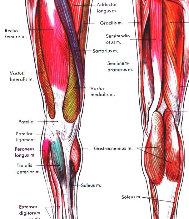 Leg Ligament Chart