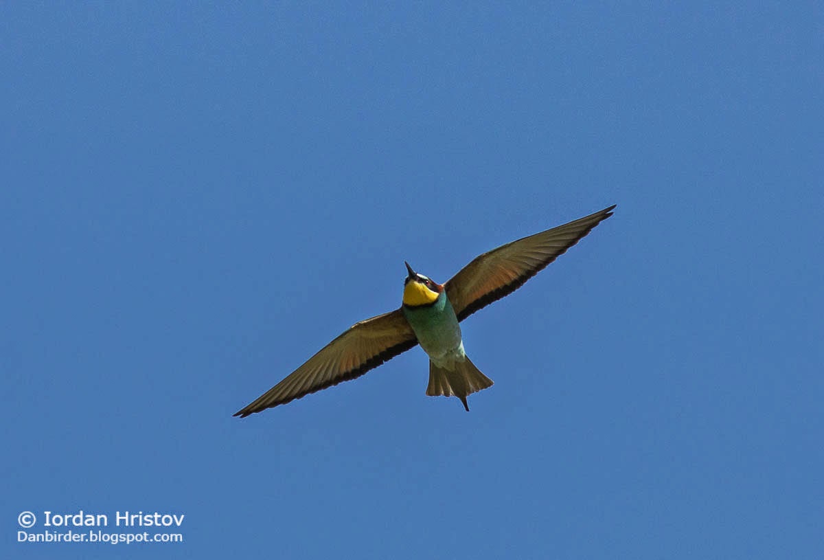 Bee-eater photography, copyright Iordan Hristov Bee-eater photography, copyright Iordan Hristov