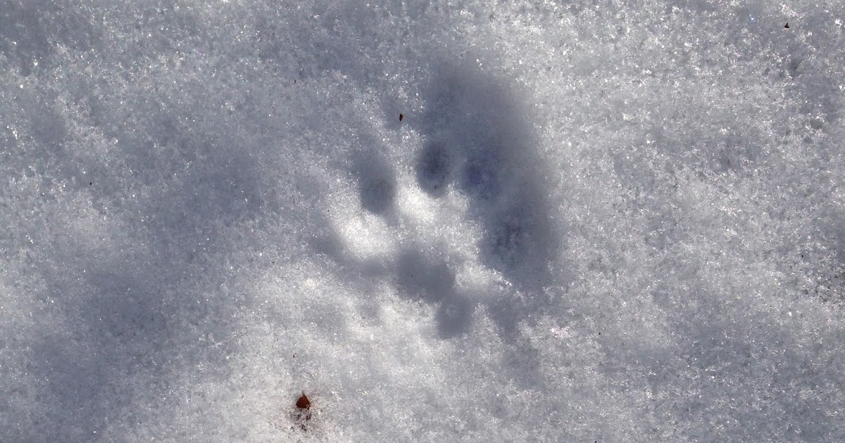A Life Inspired by Nature A Fisher in the early morning snow.