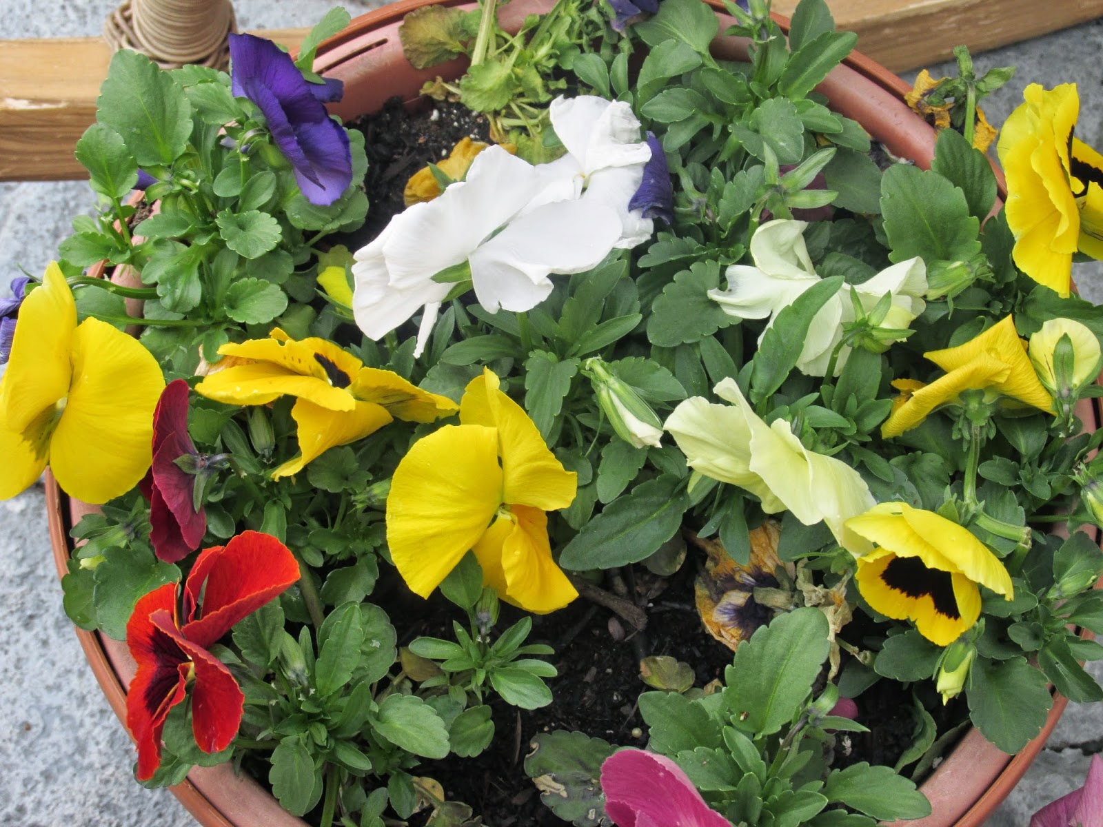 the pansies I couldn't live without!