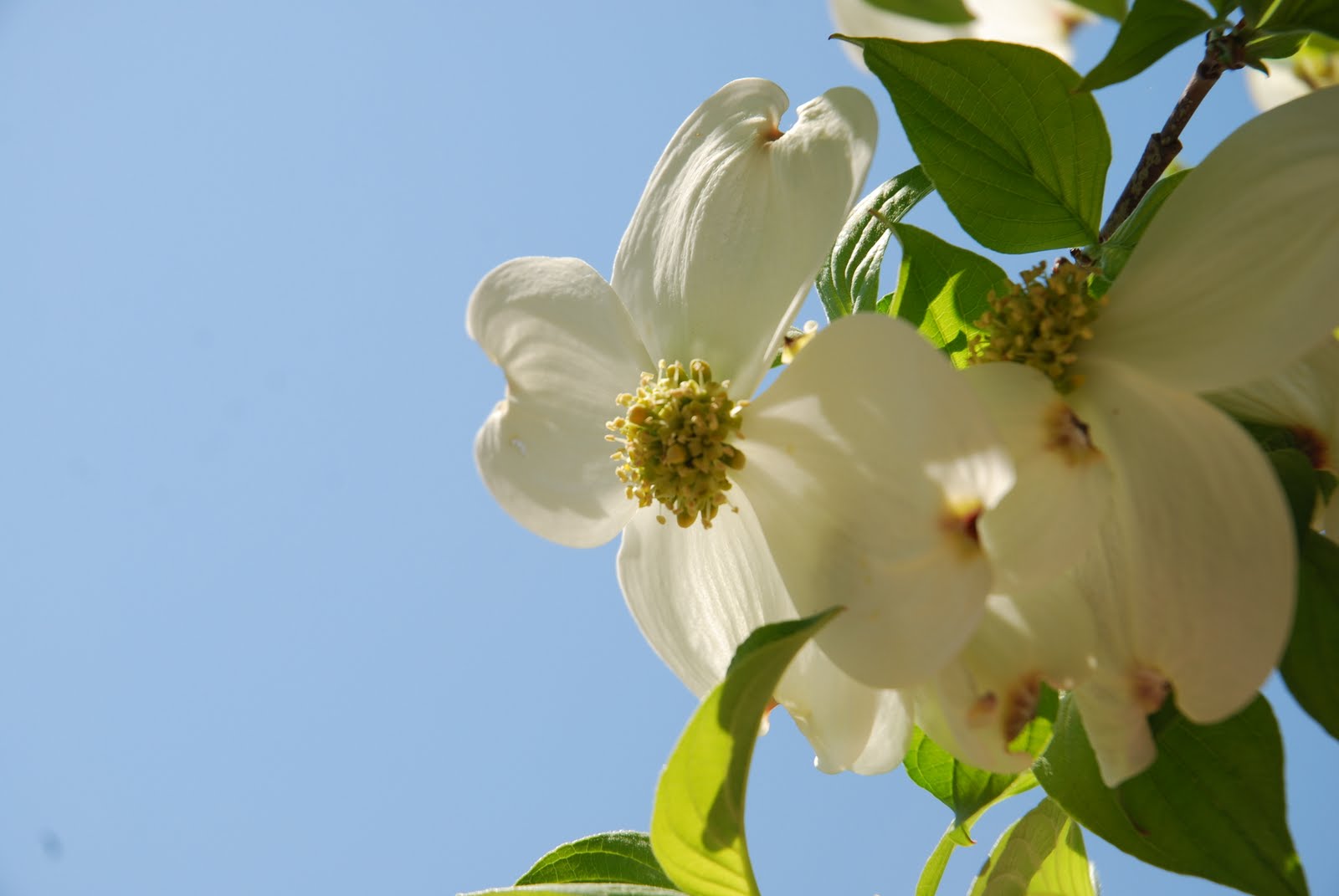 Dogwood+blossom+lyrics