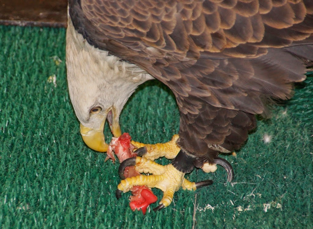 The Raptor Center Gladdie the bald eagle's enrichment today!