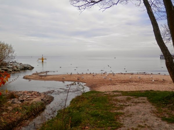 Morze i mewy w Gdyni Orłowie Morze Gdynia