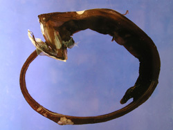 Gulper Eel Fish - Hewan Teraneh Gulper Eel Fish - Hewan Teraneh