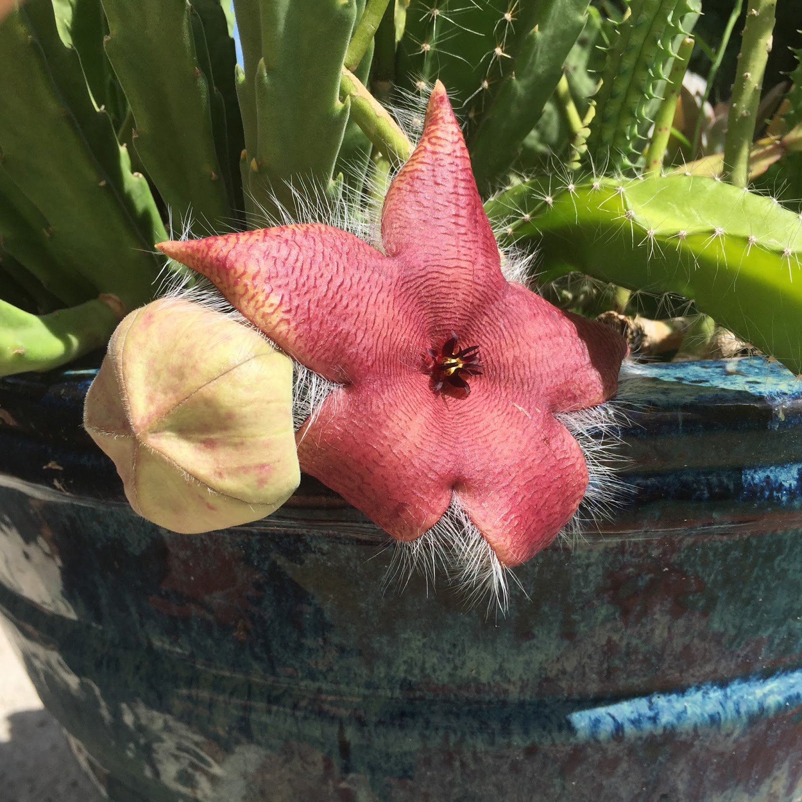 Stapelia is a Succulent NOT a Cactus