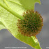 viburnum latino personals Whenever i meet someone new, i get asked the same questions about being latina it's pretty rare to find a guatemalan american, and the conversations usually go a little something like this: “are the tacos and empanadas different in your country” “a. viburnum latino personals Whenever i meet someone new, i get asked the same questions about being latina it's pretty rare to find a guatemalan american, and the conversations usually go a little something like this: “are the tacos and empanadas different in your country” “a.