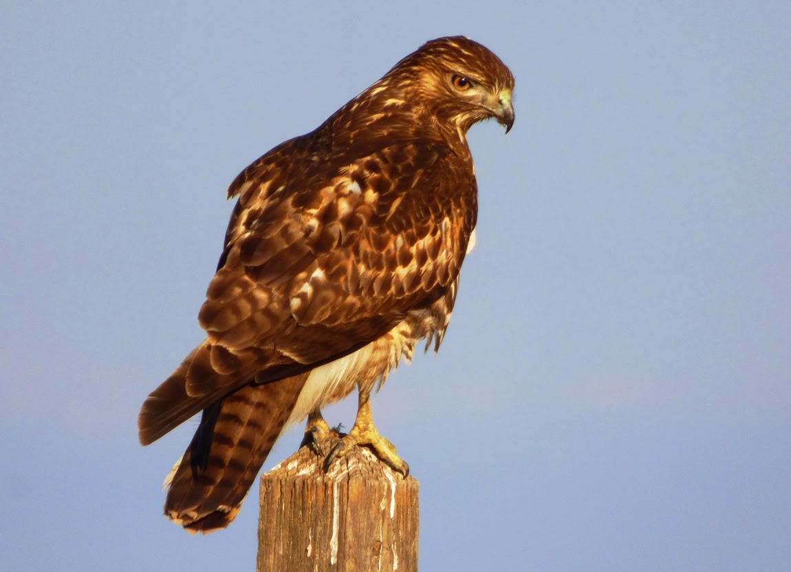 california hawks images reverse search california hawks images reverse search