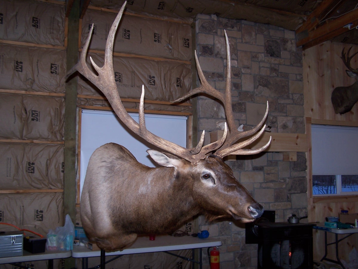 True to Life Taxidermy Elk Shoulder Mount