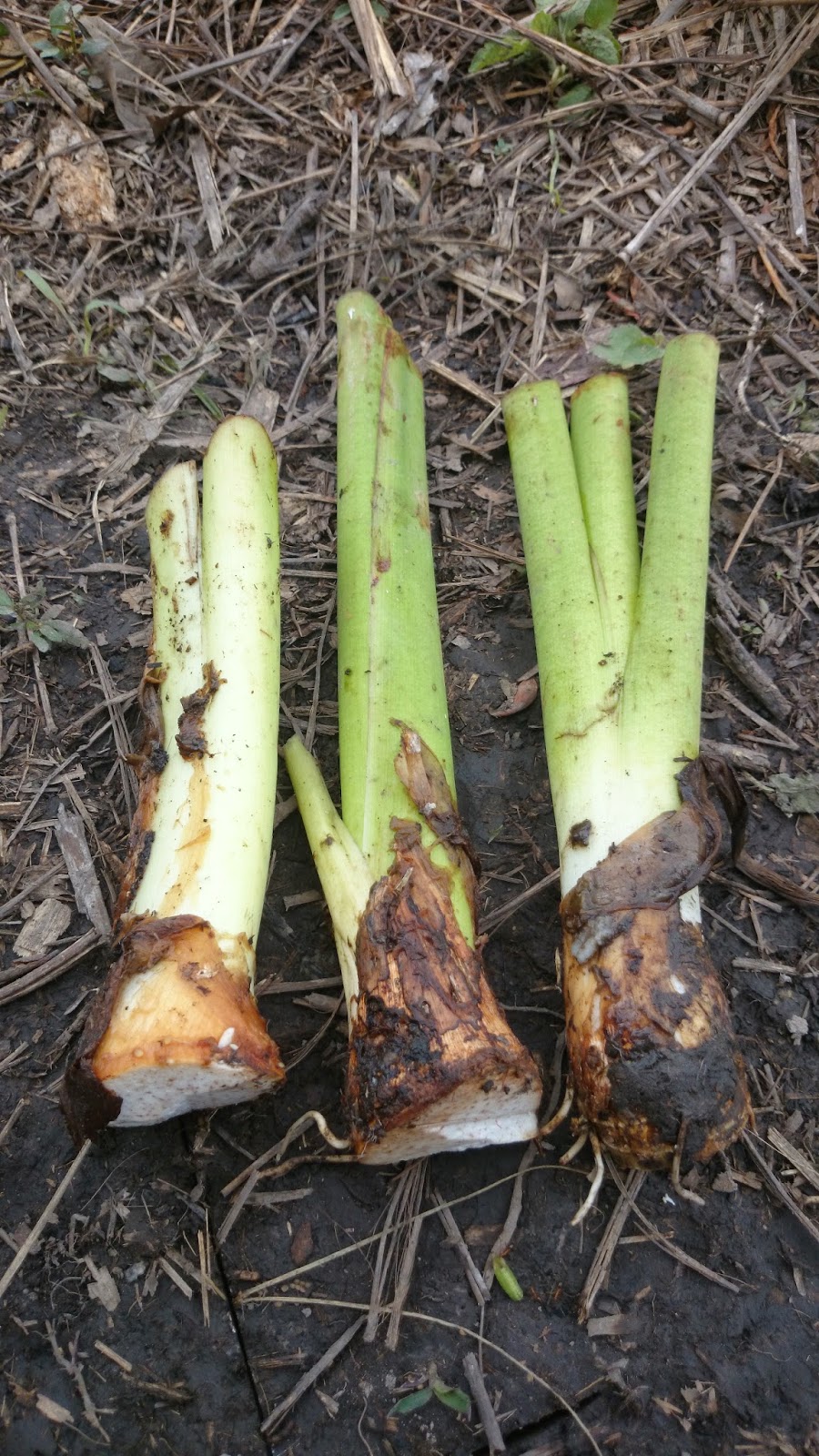 Projek Menanam Keladi Cina Rangkuman Cara Bertanam Lengkap