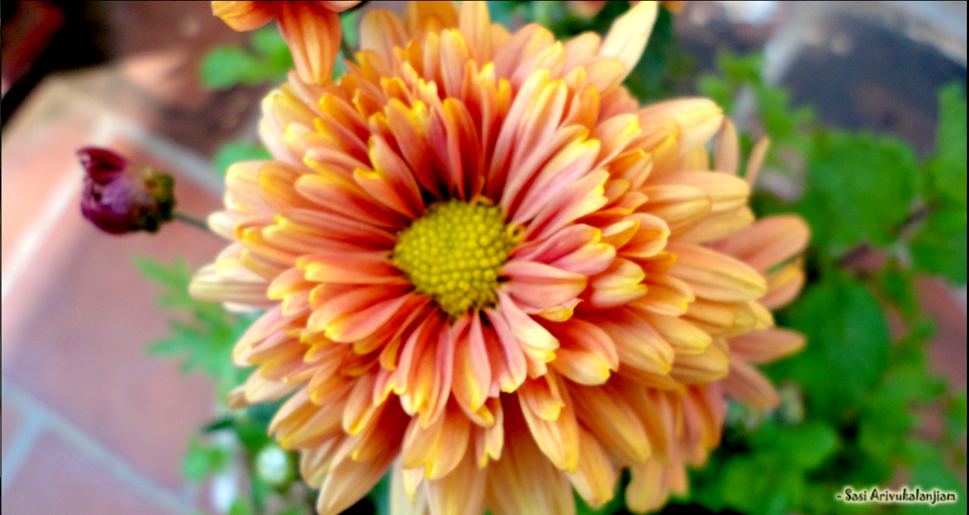 saamanthi Chrysanthemum Marigold Ionic Bendz