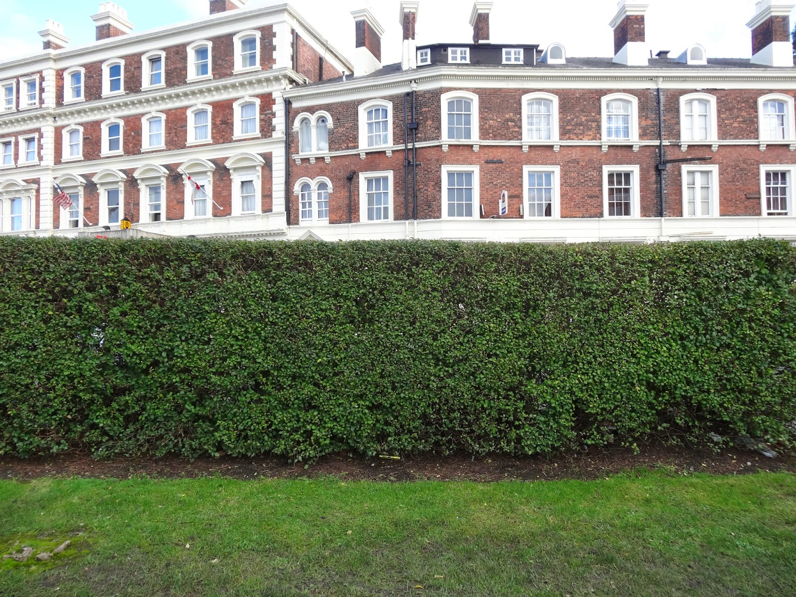 Plants Blog Ligustrum Ovalifolium Privet