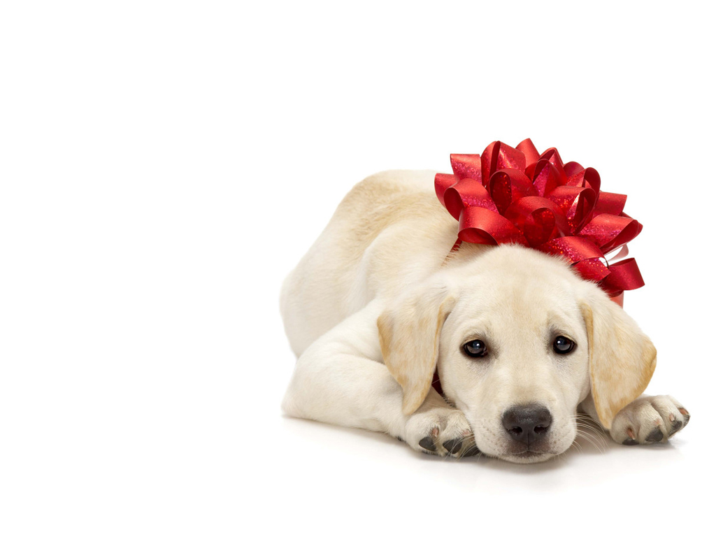 dog powerpoint template gallery templates example free download modern powerpoint