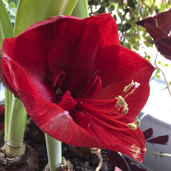 amaryllis amaryllis