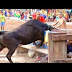 BOUS AL CARRER 2009 - Bousapaiporta.com (Part.2)