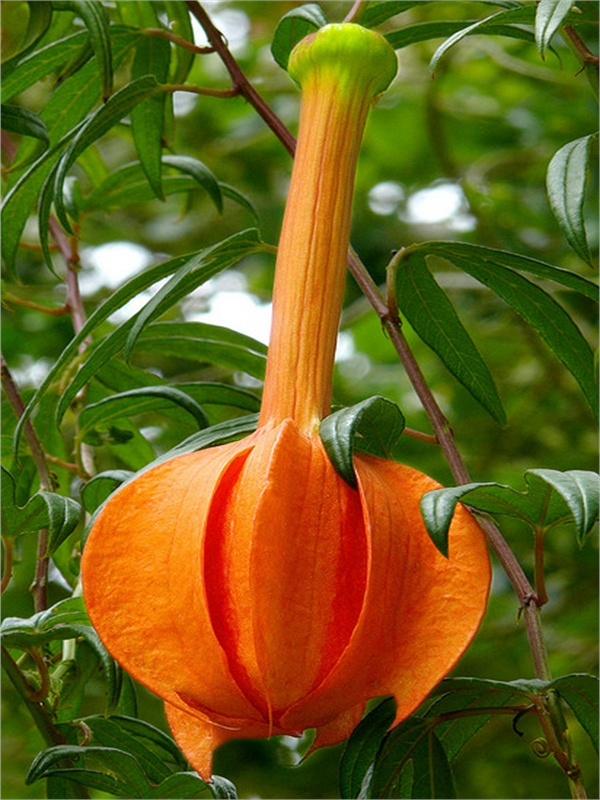 Top 10 Rare & Unusual Flowers Most Beautiful