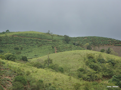 Wagamon Meadows