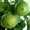 Bergamot'un Faydası Bergamot'un Faydası