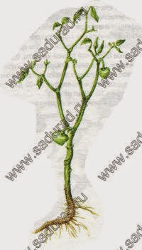 Какие болезни у кошек и как их лечить