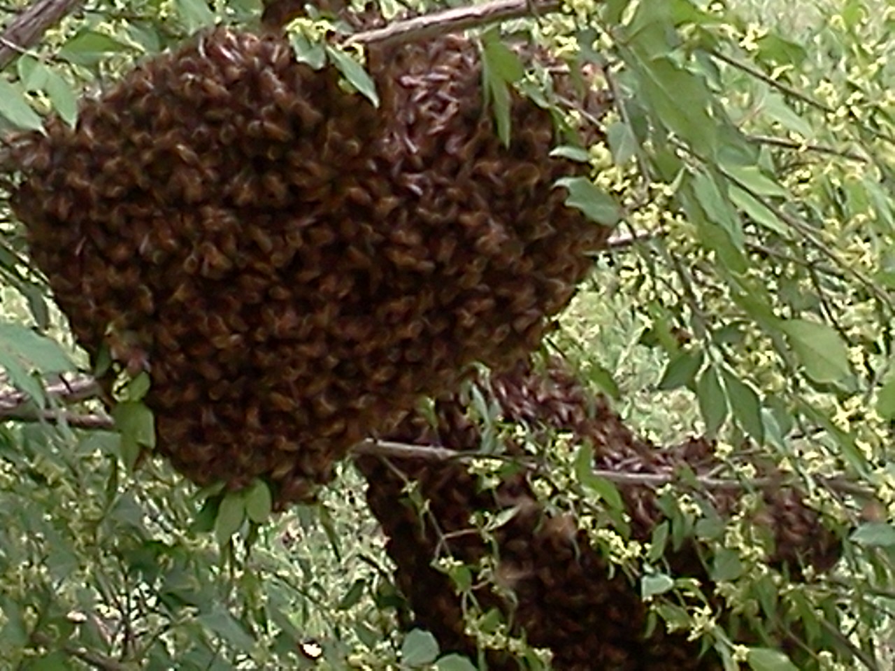 Bee Merry Farms