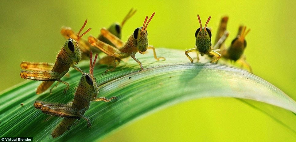 Tại sao châu chấu thích bay thành đàn Tại sao châu chấu thích bay thành đàn