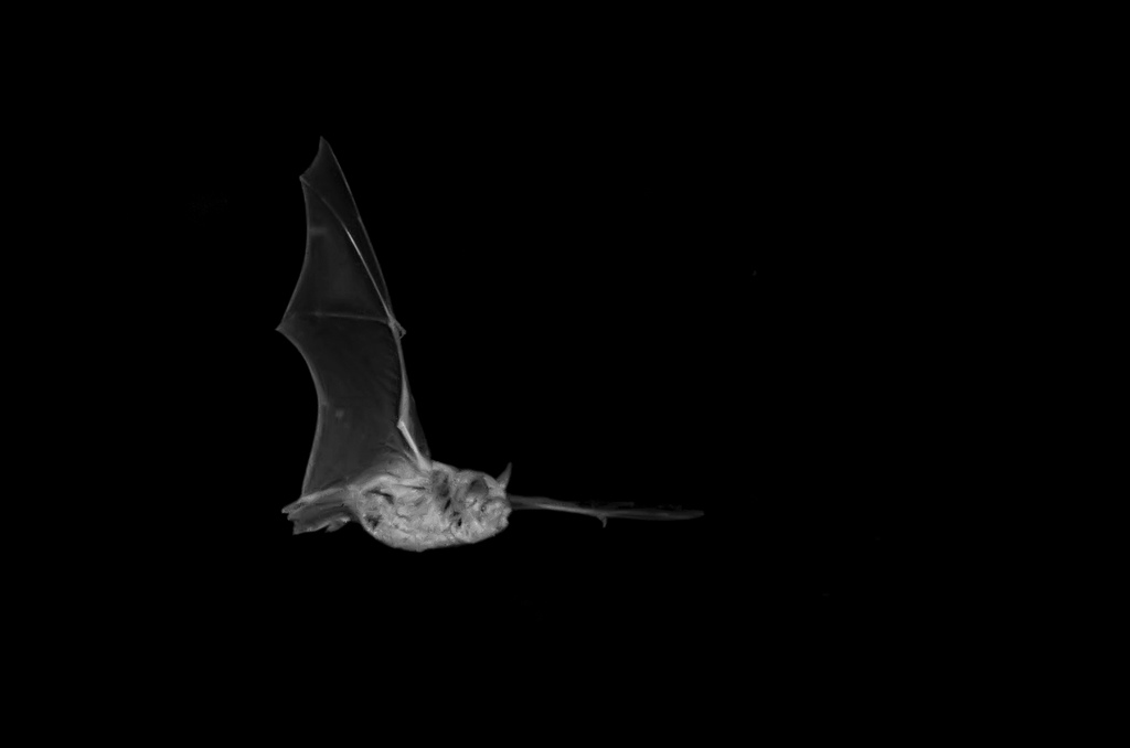 Snapshots Bats and Flash Photography