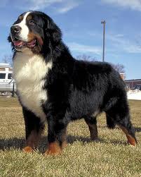 big bernese mountain dog