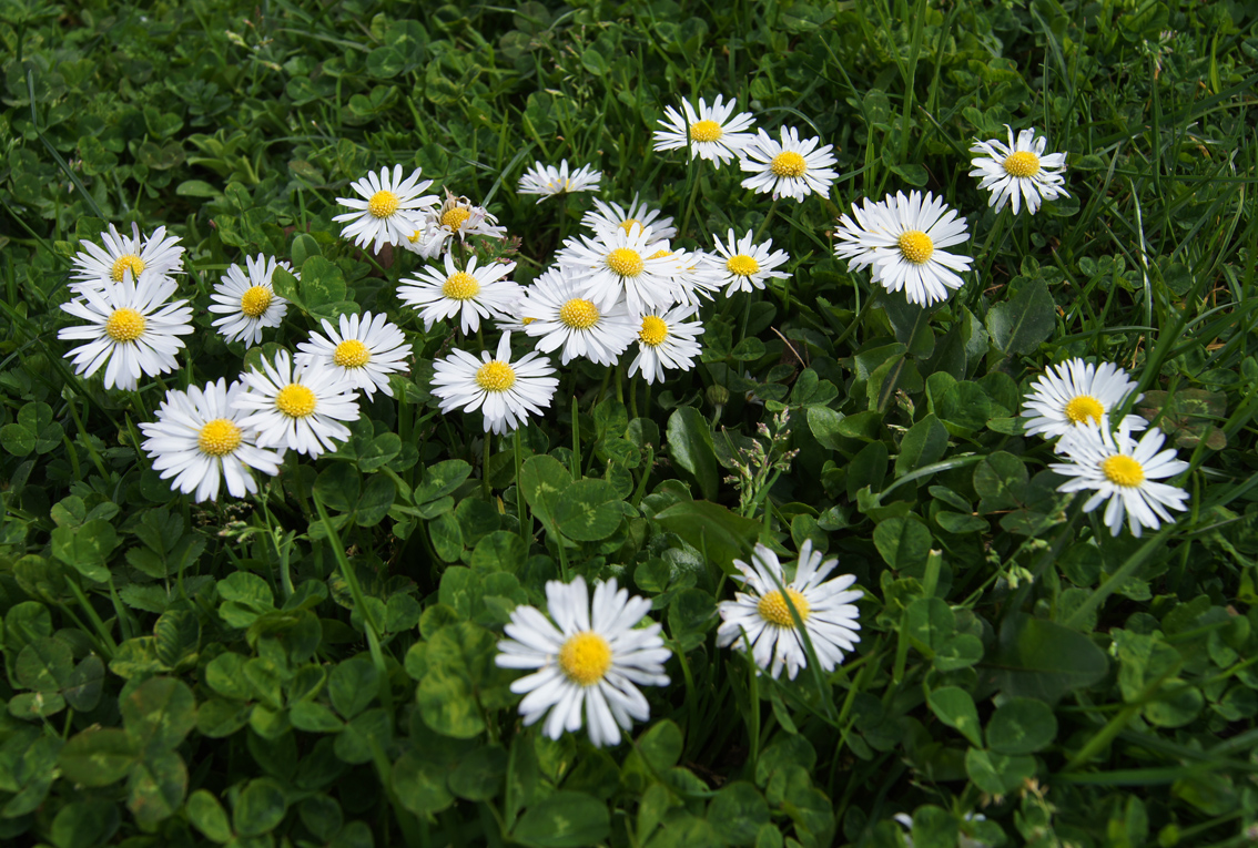 daisy varieties pictures