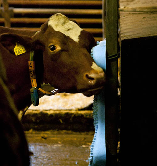 Care for Cows Brush Spicytec