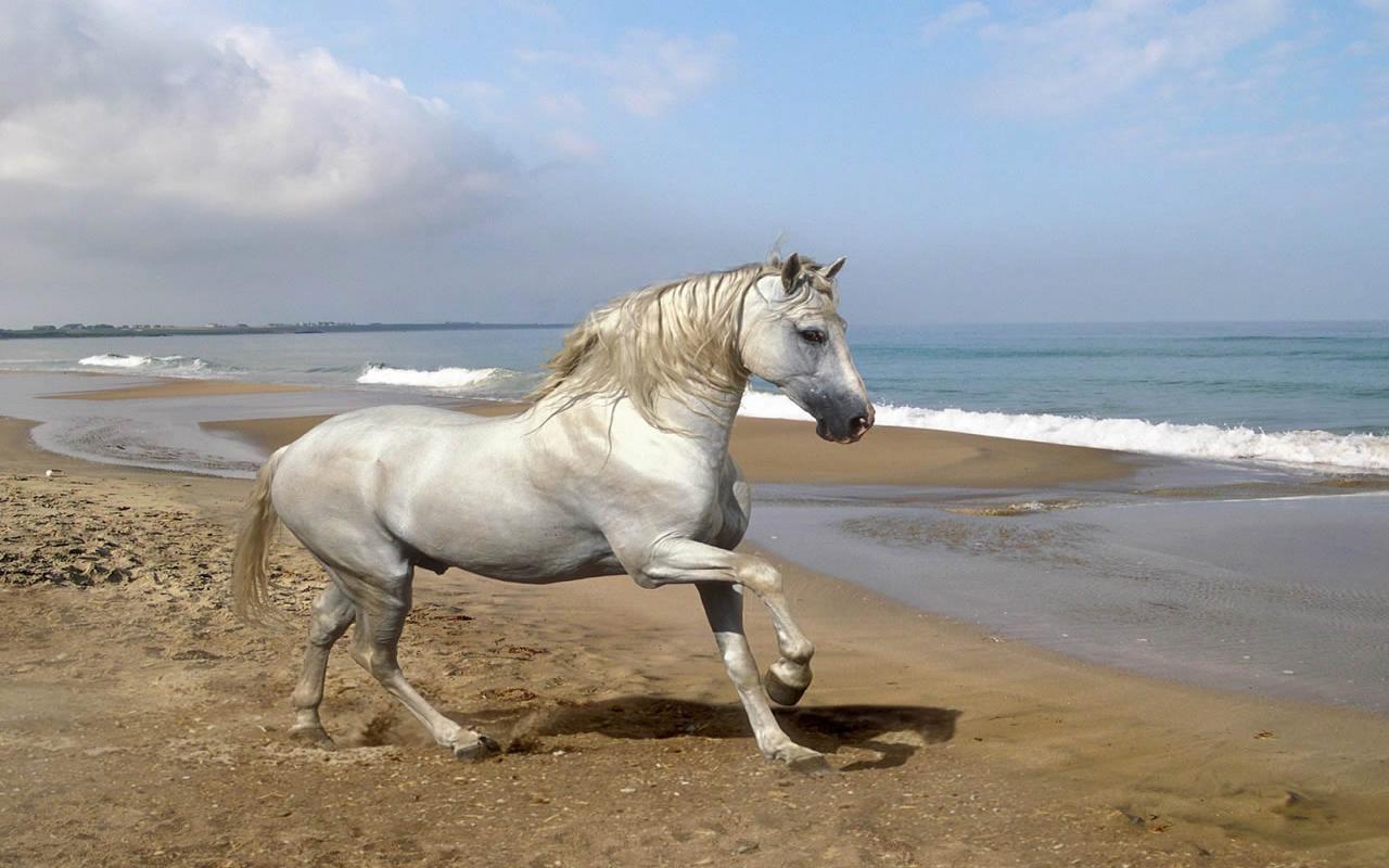http://4.bp.blogspot.com/-X2kc_pKtNj8/T7o9bSZpvJI/AAAAAAAAG3Q/PE6byrMD9ag/s1600/Beautiful+Cute+White+Coloured+Horse+Pictures+_+Paos+_+Wallpapers+6+.jpg
