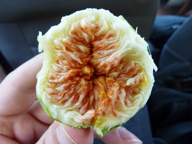18. Figs grow wild. Lots of them. Everywhere. - 49 Reasons To Love Hellas (Greece) 18. Figs grow wild. Lots of them. Everywhere. - 49 Reasons To Love Hellas (Greece)