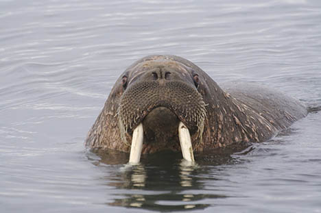 A Walrus