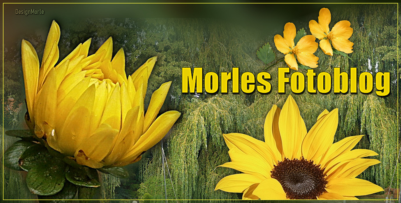 Morles Fotoblog