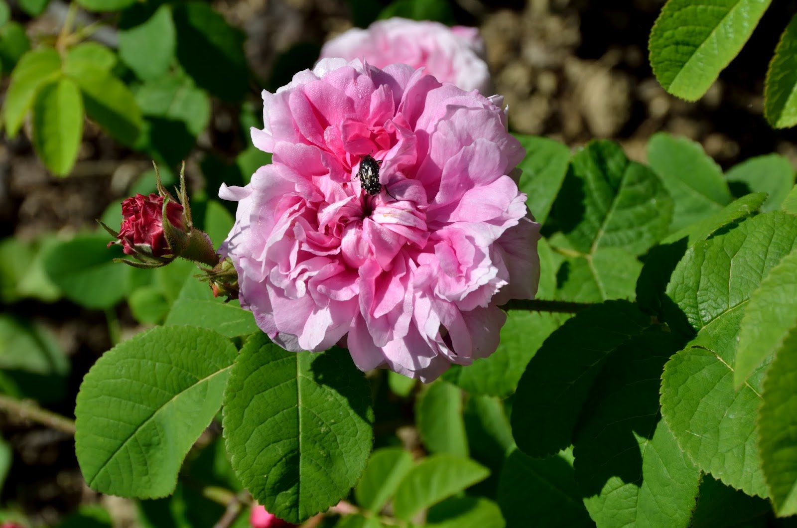Rosa × damascena var. trigintipetala (Dieck) Koehne (=Rosa ×damascena