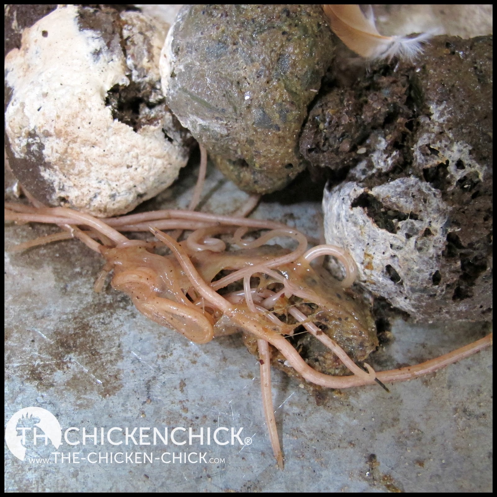 roundworms in treatment of worms in chickens the chicken 174 roundworms in treatment of worms in chickens the chicken 174