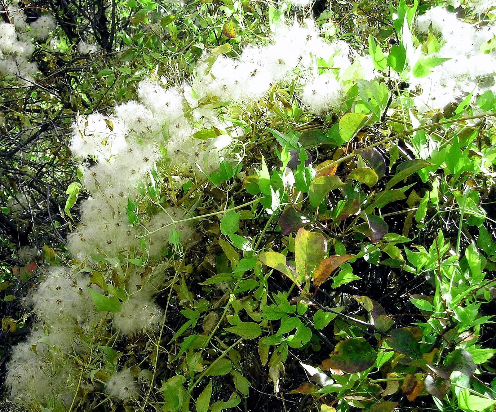 Wild Woodbine Plant Clematis wallpaper 1080p (1600 x 1329 )