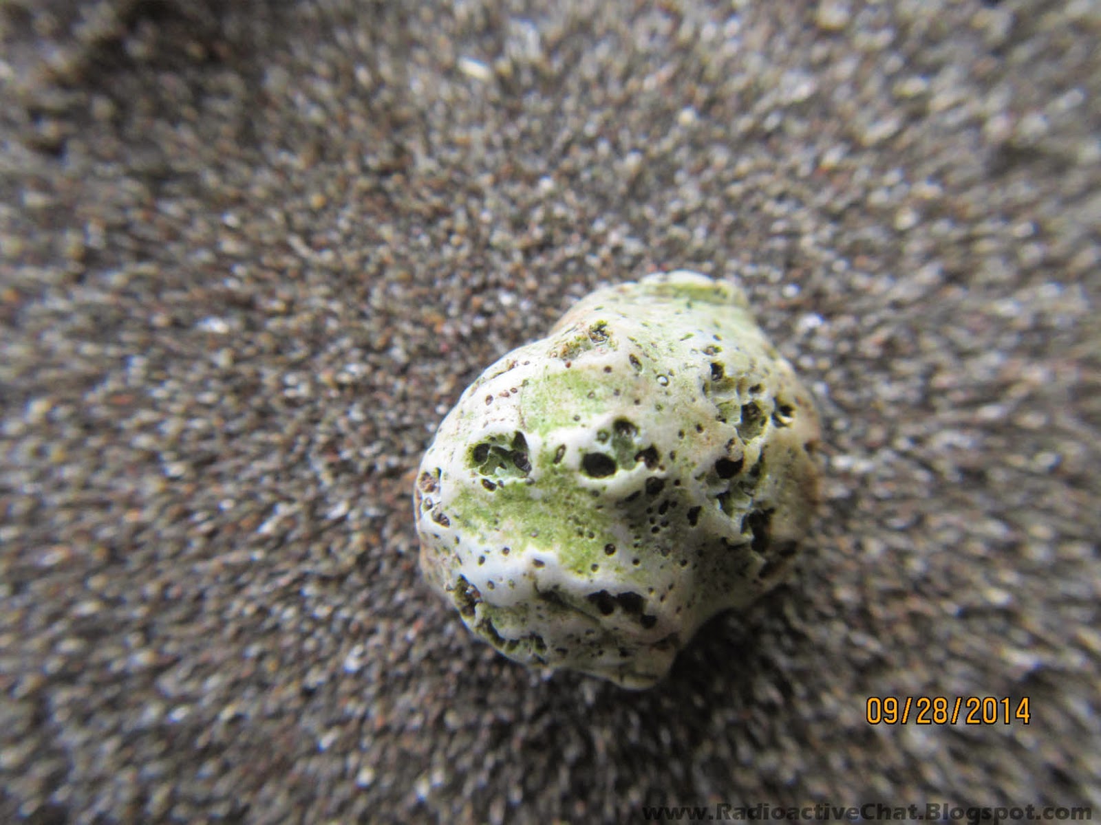 Costa Rica Pacific Coast Mass Animal Deaths Fukushima Radiation - Coenobita Clypeatus Hermit Crabs Photo 3 Costa Rica Pacific Coast Mass Animal Deaths Fukushima Radiation - Coenobita Clypeatus Hermit Crabs Photo 3