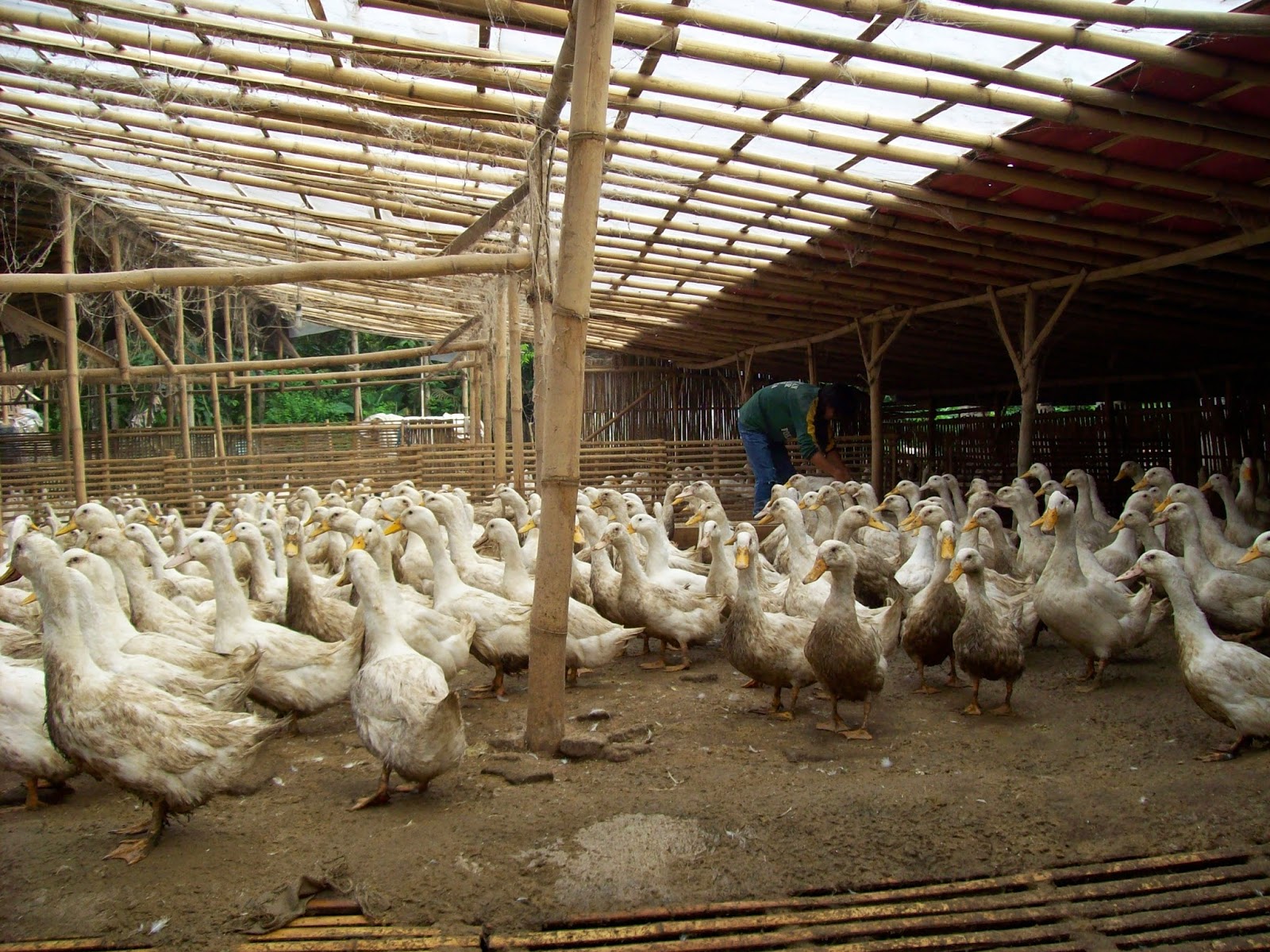 PETERNAKAN BEBEK DAN AYAM (Cv. Mujur Ternak ) Kandang bebek