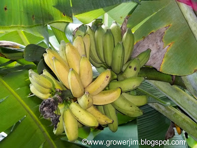 Ripen Bananas, Bananas on the Stalk, Bananas, How to Ripen Bananas on the Stalk, Banana Facts, Banana's Nutriton, pictures of ripening banana stalks