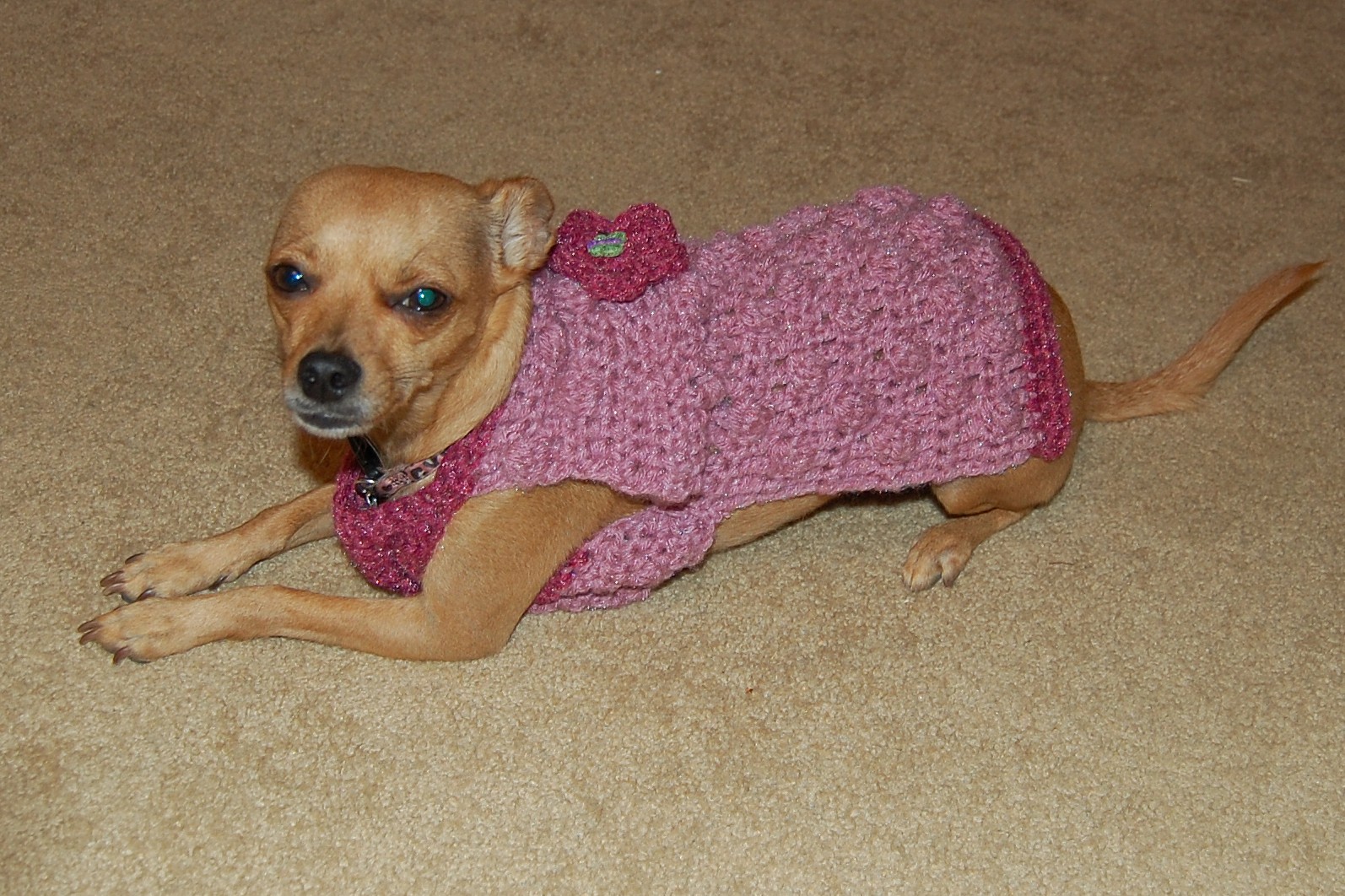 Posh Pooch Designs Dog Clothes June 2011