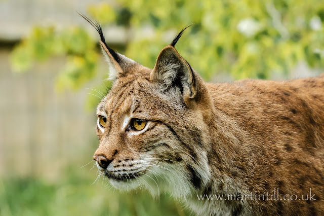 Eurasian Lynx Eurasian Lynx