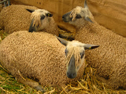 Wensleydale sheep