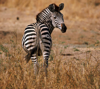 ANIMALS PLANET: Cute photo of animals