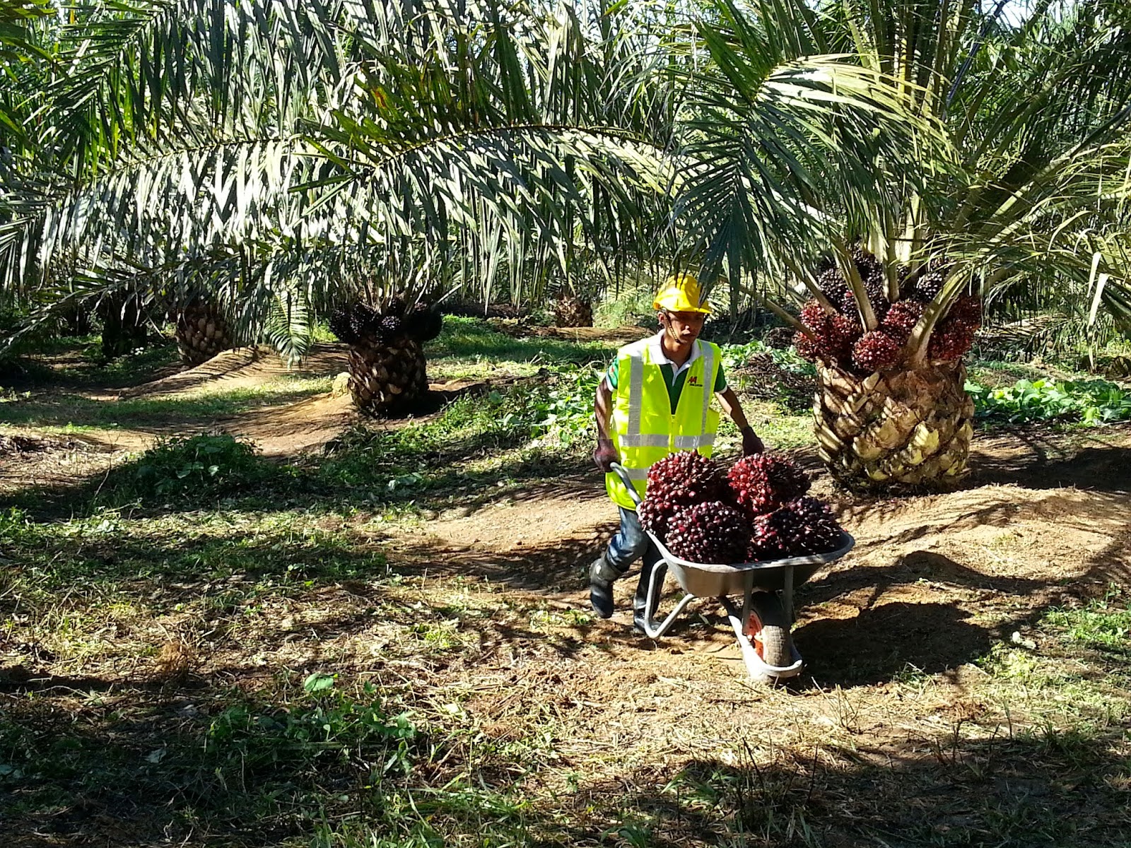 January 2015 MY palm oil