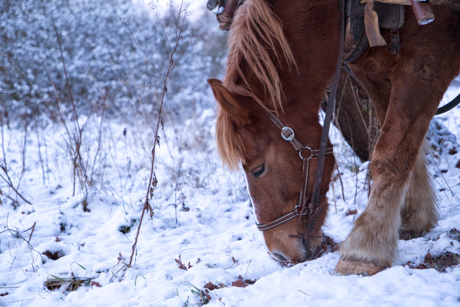 Gwiazdka w Puszczy - Ania w Podróży