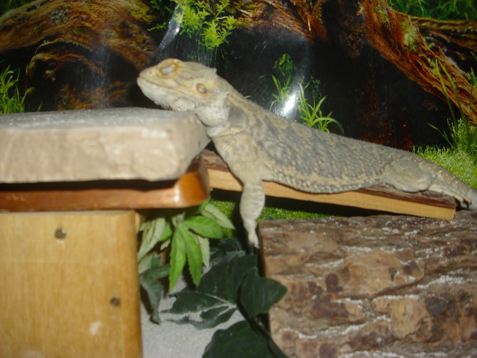 bearded dragon mites pictures