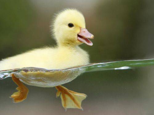 cute-animals-9.jpg