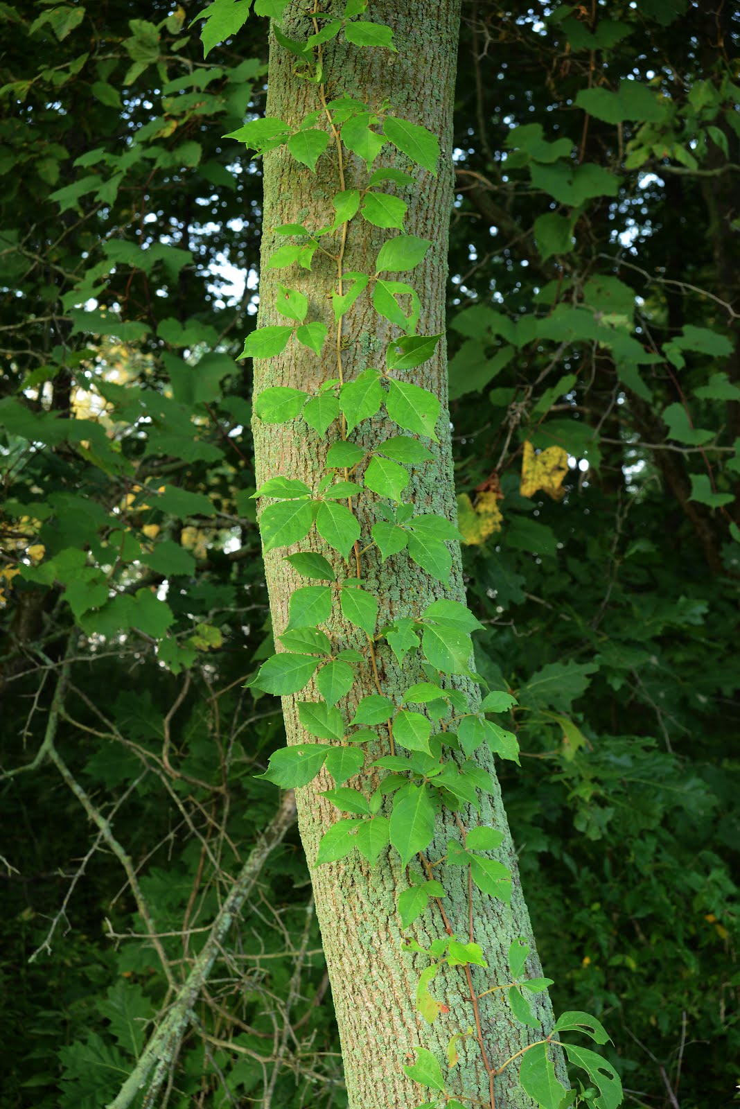 Indiana Plant A Day Virginia Creeper
