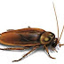 Roach Manage Suggestions